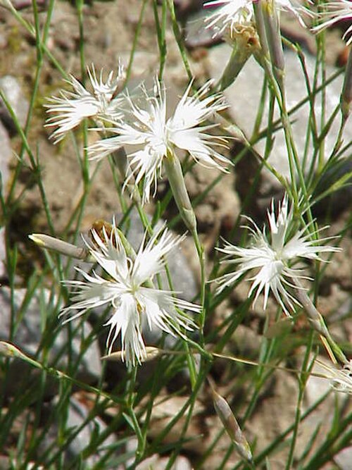 Dianthus spiculifolius (Dianthus spiculifolius)