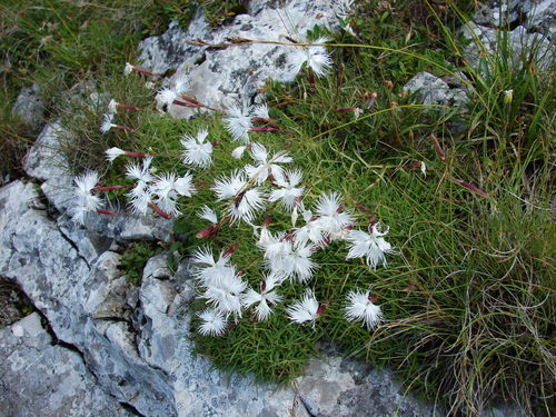 Dianthus spiculifolius (Dianthus spiculifolius)