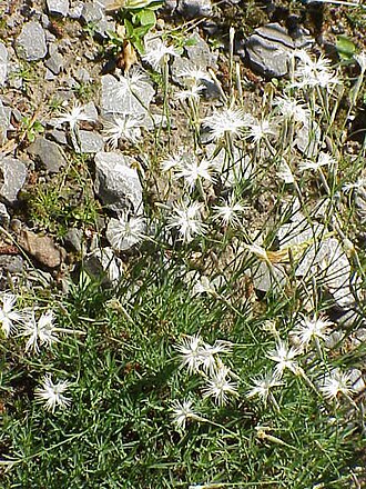 Dianthus spiculifolius (Dianthus spiculifolius)
