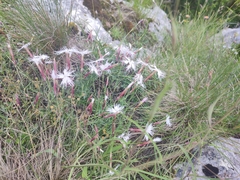Dianthus spiculifolius (Dianthus spiculifolius)