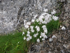 Dianthus spiculifolius (Dianthus spiculifolius)