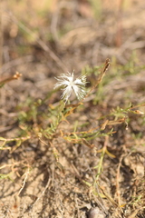 Dianthus squarrosus (Dianthus squarrosus)
