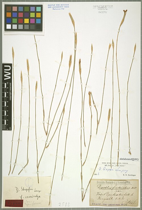 Dianthus stapfii: Dianthus stapfii — Herbarium specimen from Kotel Douled Kuhek b. Kungischk., Iran. Collected by Stapf,O. Iter persicum 74 (1885-09-05). Recorded in GBIF occurre