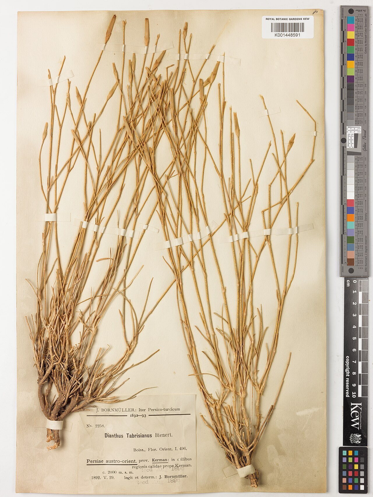 Dianthus stapfii: Dianthus stapfii — Herbarium specimen from Persiae austro-orient; prope Kerman;, Iran. Habitat: In collibus regionis calidae. Collected by Bornmüller, J. (1892-