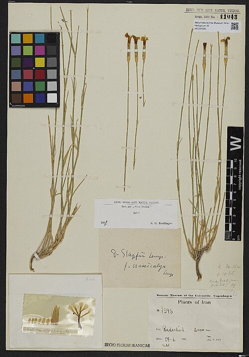Dianthus stapfii: Dianthus stapfii — Herbarium specimen from . Radschirt [???]. 2000 m., Iran. Collected by Køie,M. 1393 (1937-06-24). Recorded in GBIF occurrence 3467845305 .