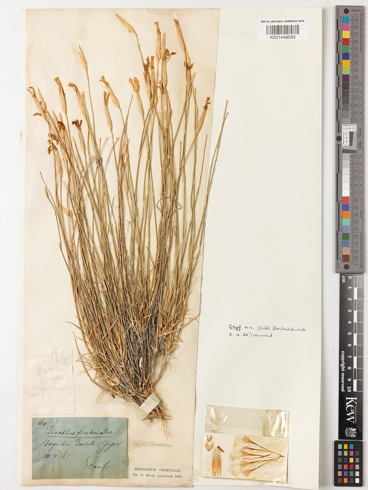 Dianthus stapfii: Dianthus stapfii — Herbarium specimen from Berge bei Daleki (Gyps); ? Daliki Farsistan, Iran. Collected by Stapf (1885-04-29). Recorded in GBIF occurrence 57976