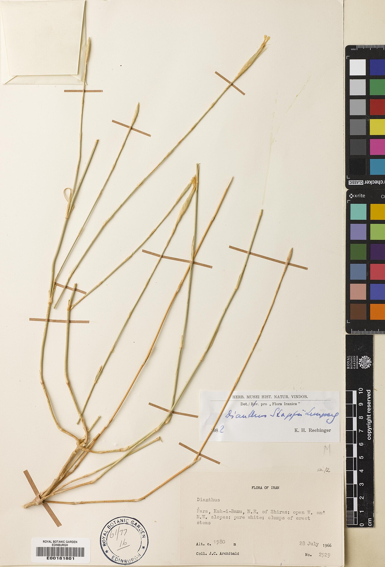 Dianthus stapfii: Dianthus stapfii — Herbarium specimen from Iran. Collected by Archibald, James C. (1966-07-28). Recorded in GBIF occurrence 574955226 .