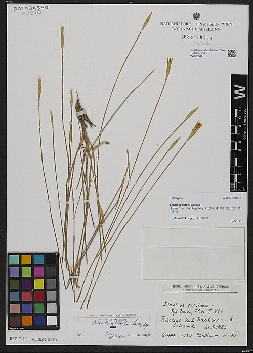 Dianthus stapfii: Dianthus stapfii — Herbarium specimen from Rücken d. Kuh Bachoura bei Siwaend., Iran. Collected by Stapf,O. 80 (1885-08-28). Recorded in GBIF occurrence 3326033