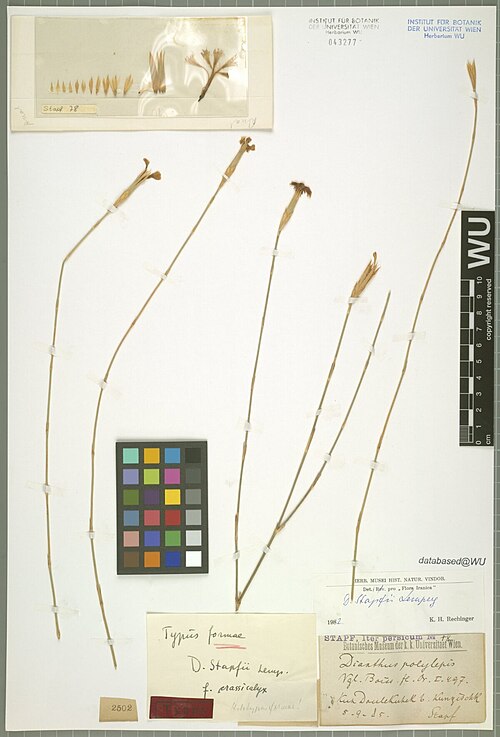 Dianthus stapfii: Dianthus stapfii — Herbarium specimen from Kuh Doulekuhek b. Kungischk., Iran. Collected by Stapf,O. Iter persicum 78 (1885-09-05). Recorded in GBIF occurrence