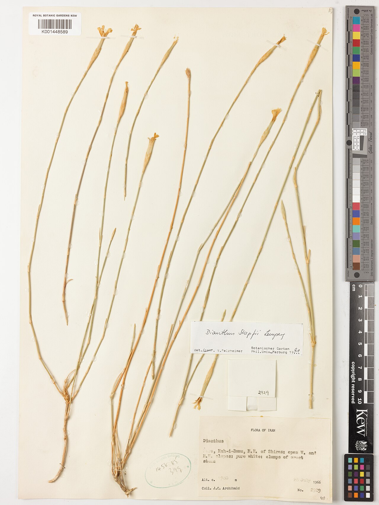 Dianthus stapfii: Dianthus stapfii — Herbarium specimen from Kuh-i-Bamu, N.E. of Shiraz, Iran. Habitat: Open W. and N.W. slopes. Collected by Archibald, J.C. (1966-07-28). Record