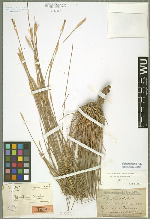 Dianthus stapfii: Dianthus stapfii — Herbarium specimen from Rücken d. Kuh Bachoura bei Siwaend., Iran. Collected by Stapf,O. Iter persicum 80 (1885-08-28). Recorded in GBIF occu
