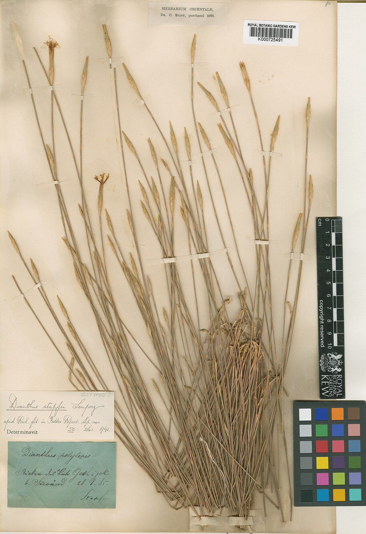 Dianthus stapfii: Dianthus stapfii — Herbarium specimen from Rücken d. Kuh Bachoura bei Siwaend., Iran. Collected by Stapf, O. (1885-08-28). Recorded in GBIF occurrence 912562652