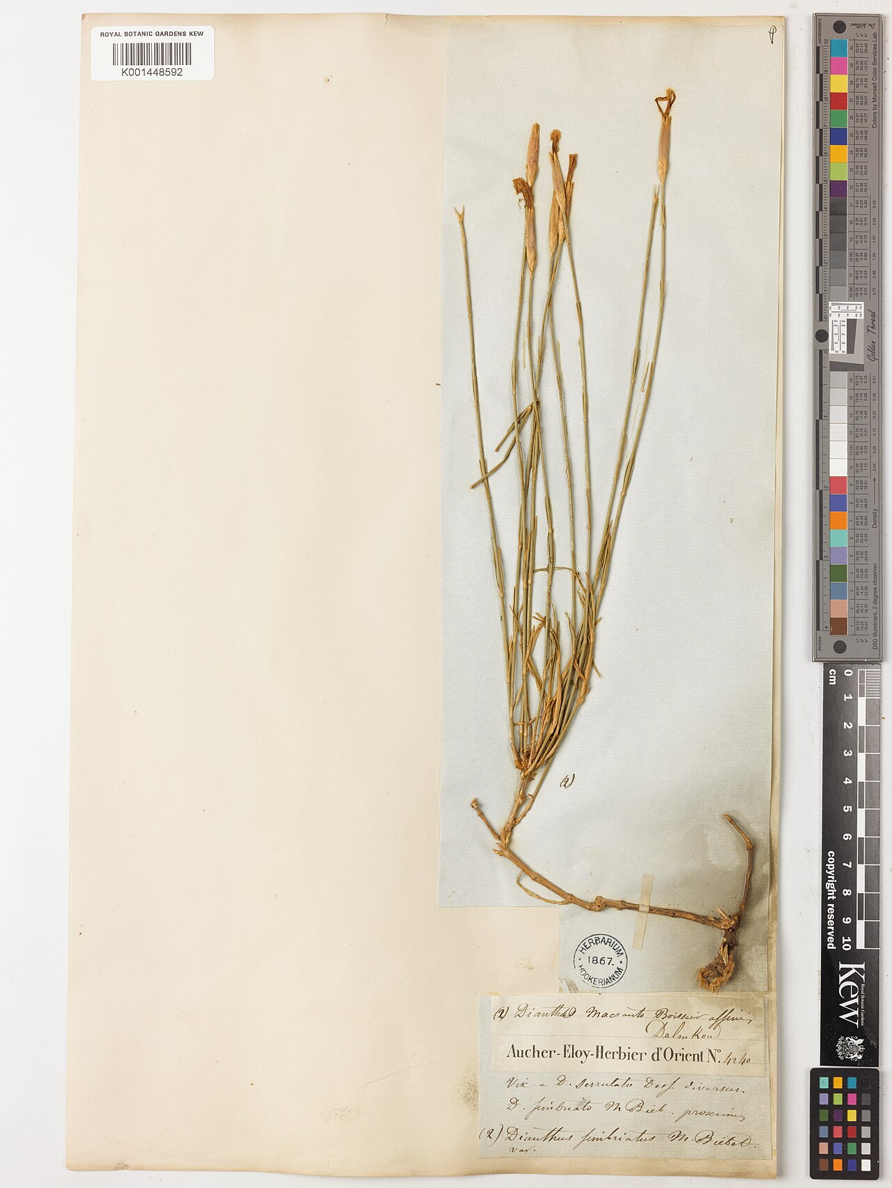 Dianthus stapfii: Dianthus stapfii — Herbarium specimen from Dalmkou, Iran. Collected by Aucher-Eloy. Recorded in GBIF occurrence 5797674469 .