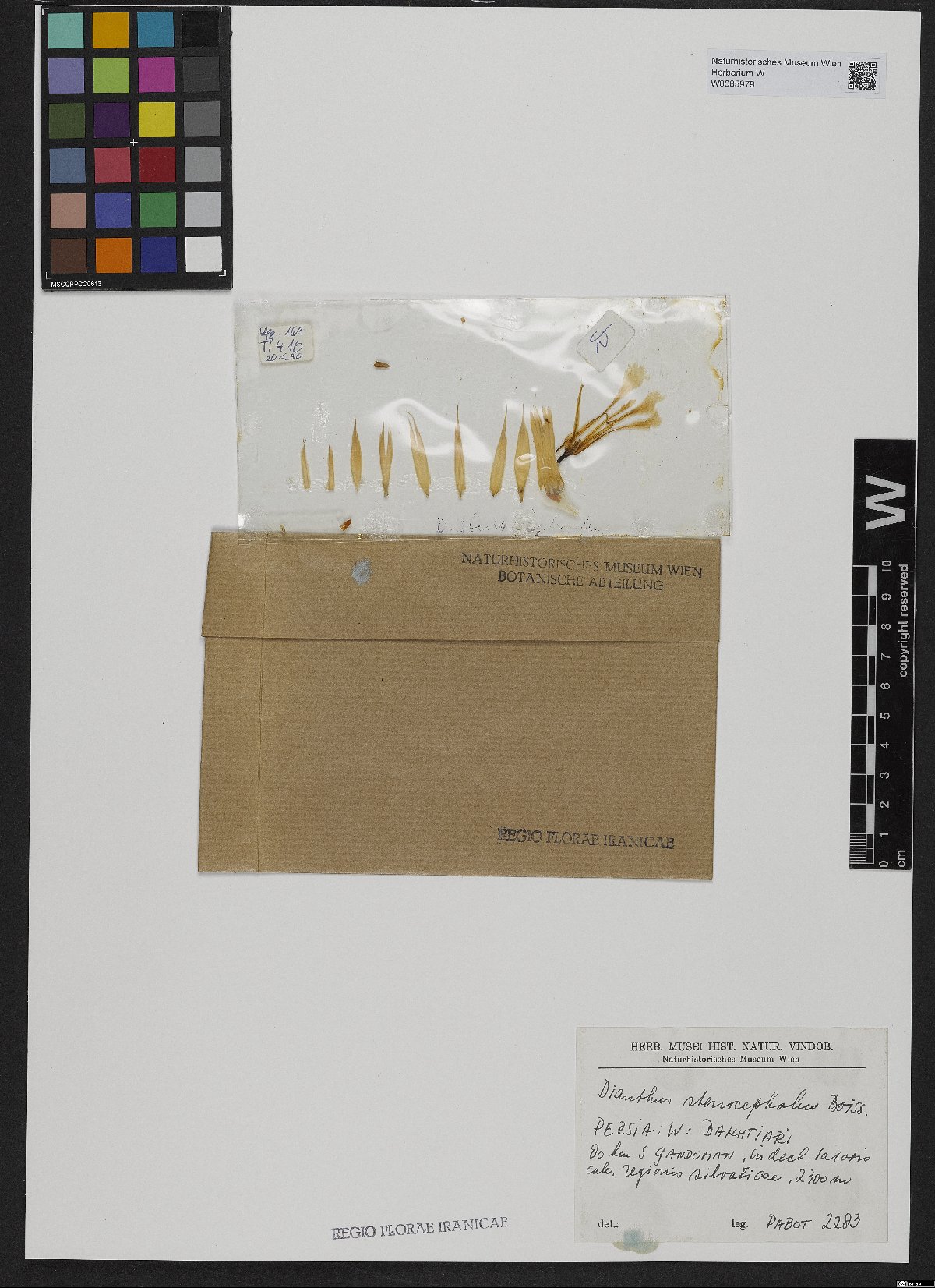 Dianthus stenocephalus: Dianthus stenocephalus — Herbarium specimen from Persia, W, Bakhtiari. 80 km S Gandoman; in decl. saxosis calc. regionis silvaticae; 2350 m., Iran. Collected by