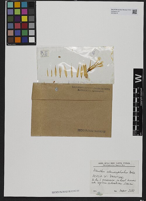 Dianthus stenocephalus: Dianthus stenocephalus — Herbarium specimen from Persia, W, Bakhtiari. 80 km S Gandoman; in decl. saxosis calc. regionis silvaticae; 2350 m., Iran. Collected by