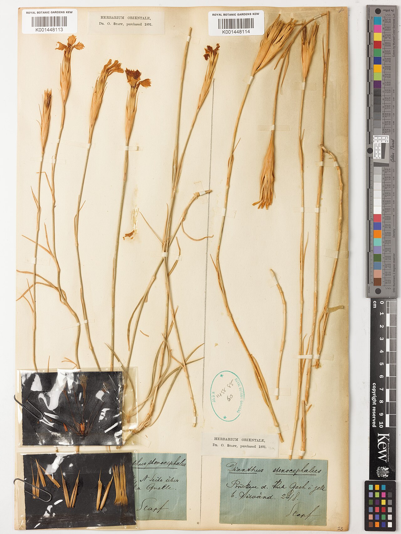 Dianthus stenocephalus: Dianthus stenocephalus — Herbarium specimen. Collected by Stapf, O.. Recorded in GBIF occurrence 5797677421 .