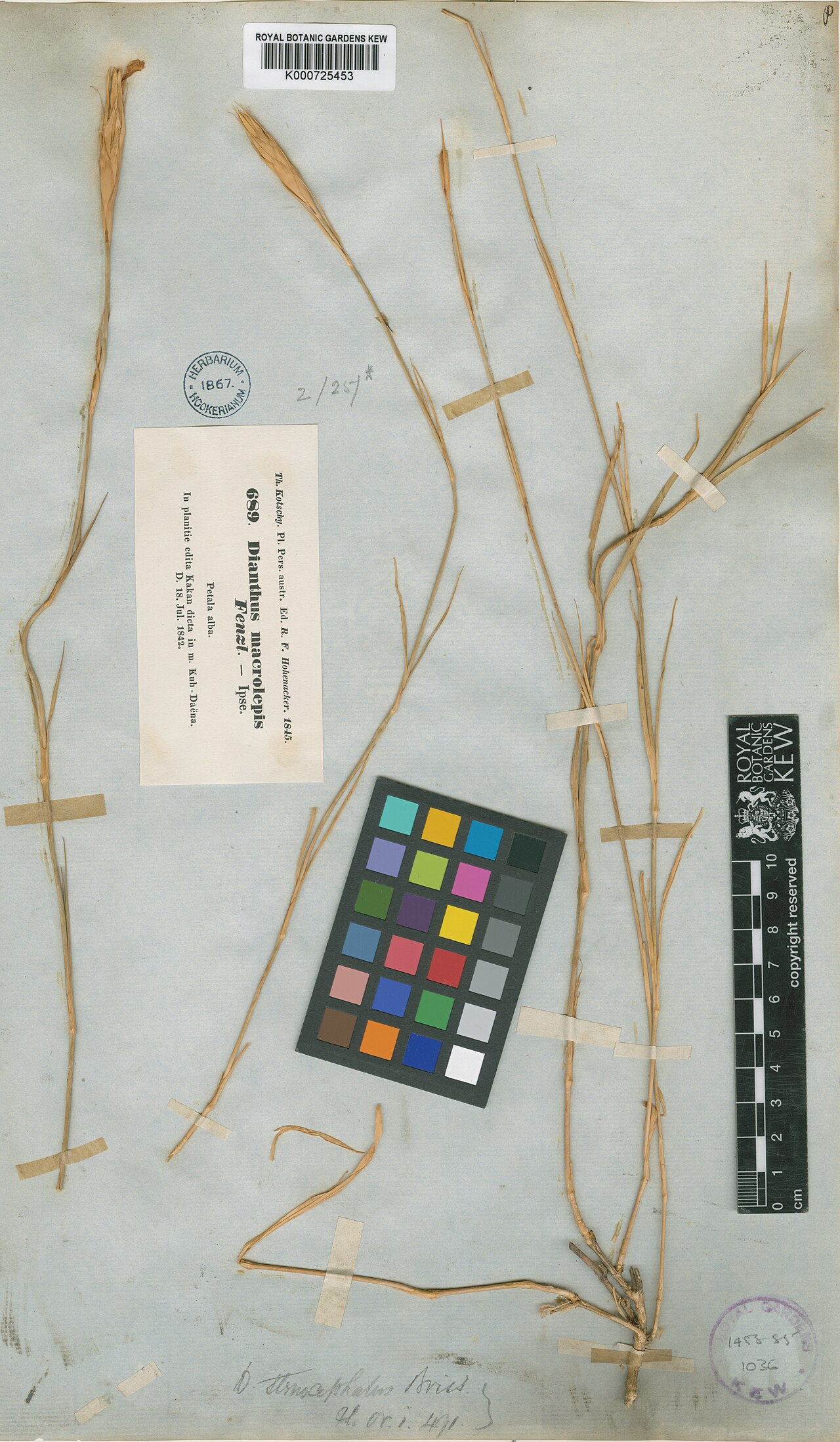 Dianthus stenocephalus: Dianthus stenocephalus — Herbarium specimen from M.Kuh -Daëna., Iran. Collected by Kotschy, K.G.T. (1842-07-18). Recorded in GBIF occurrence 912562564 .