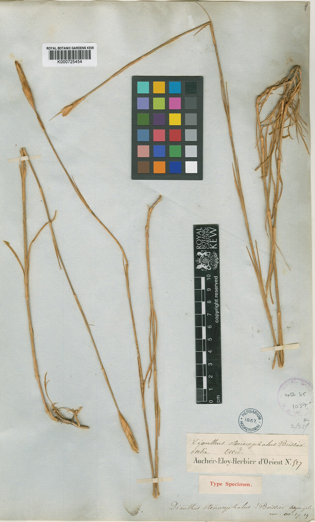 Dianthus stenocephalus: Dianthus stenocephalus — Herbarium specimen. Collected by Aucher-Eloy, P.M.R.. Recorded in GBIF occurrence 912562536 .