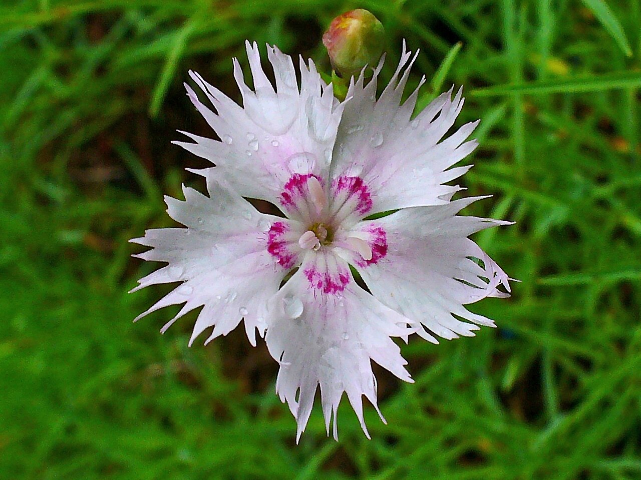 Dianthus sternbergii: Dianthus sternbergii , Caryophyllaceae, Fringed Pink, flower; Karlsruhe, Germany.