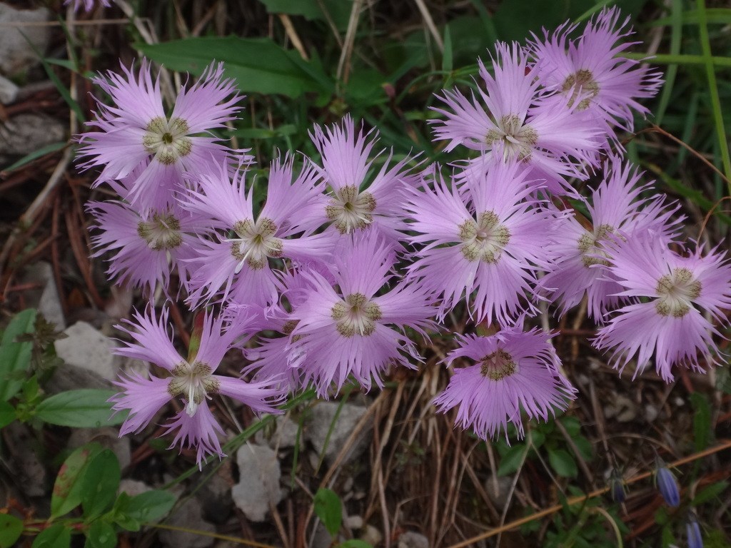 Dianthus sternbergii (Dianthus sternbergii)