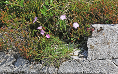 Dianthus sternbergii (Dianthus sternbergii)