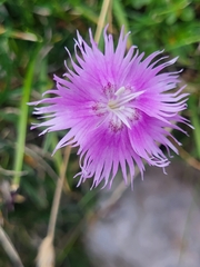 Dianthus sternbergii (Dianthus sternbergii)