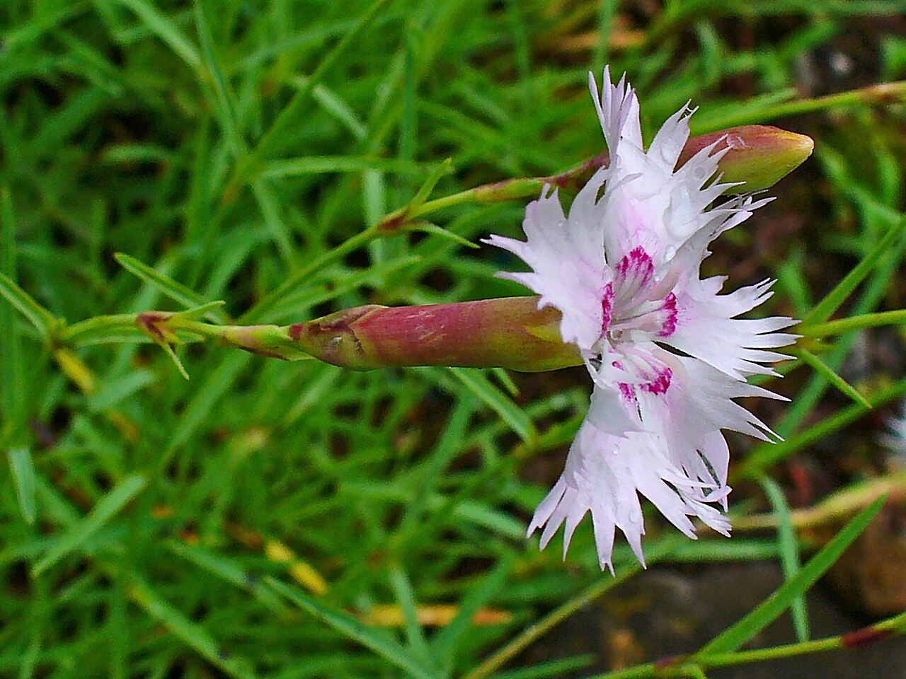 Dianthus sternbergii: Dianthus sternbergii , Caryophyllaceae, Fringed Pink, flower; Karlsruhe, Germany.