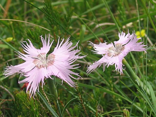 Dianthus sternbergii: Dianthus sternbergii