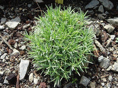 Dianthus sternbergii: Dianthus monspessulanus subsp. sternbergii