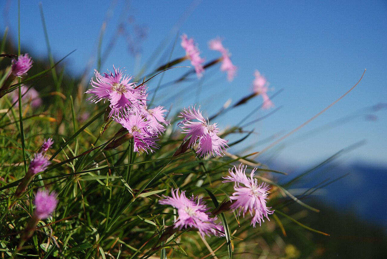 Dianthus sternbergii: Dianthus monspessulanus subsp. sternbergii , Near Dachstein Südwandhütte, Styria, Austria