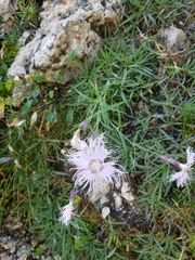 Dianthus sternbergii (Dianthus sternbergii)