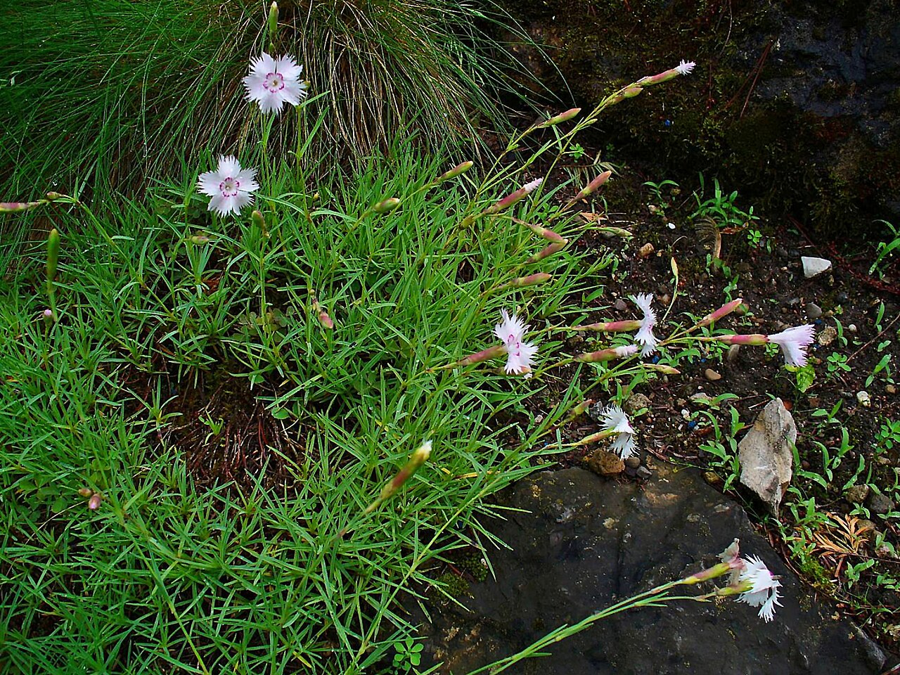 Dianthus sternbergii: Dianthus sternbergii , Caryophyllaceae, Fringed Pink, habitus; Karlsruhe, Germany.