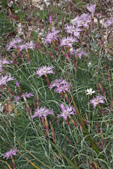 Dianthus sternbergii (Dianthus sternbergii)