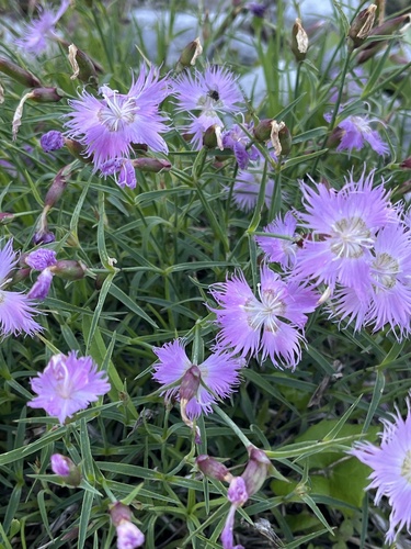 Dianthus sternbergii (Dianthus sternbergii)
