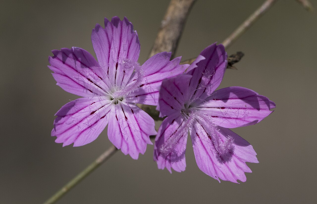 Dianthus strictus: Flowers of Dianthus strictus . Çukurova University Campus. Balcalı - Adana, Turkey.