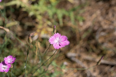Dianthus strictus (Dianthus strictus)