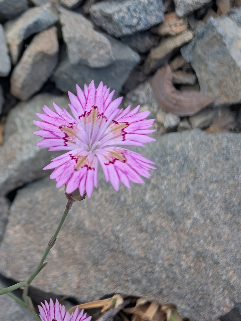 Dianthus strictus (Dianthus strictus)