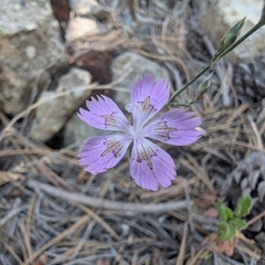 Dianthus strictus (Dianthus strictus)