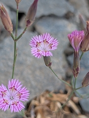 Dianthus strictus (Dianthus strictus)