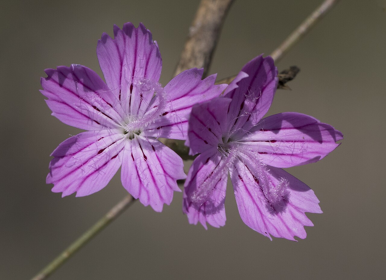 Dianthus strictus: Flowers of Dianthus strictus . Çukurova University Campus. Balcalı - Adana, Turkey.