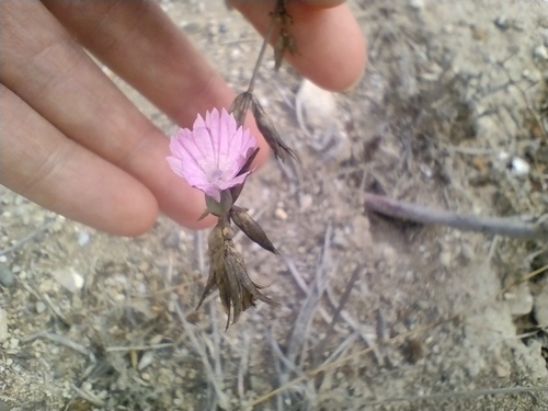 Dianthus strictus (Dianthus strictus)