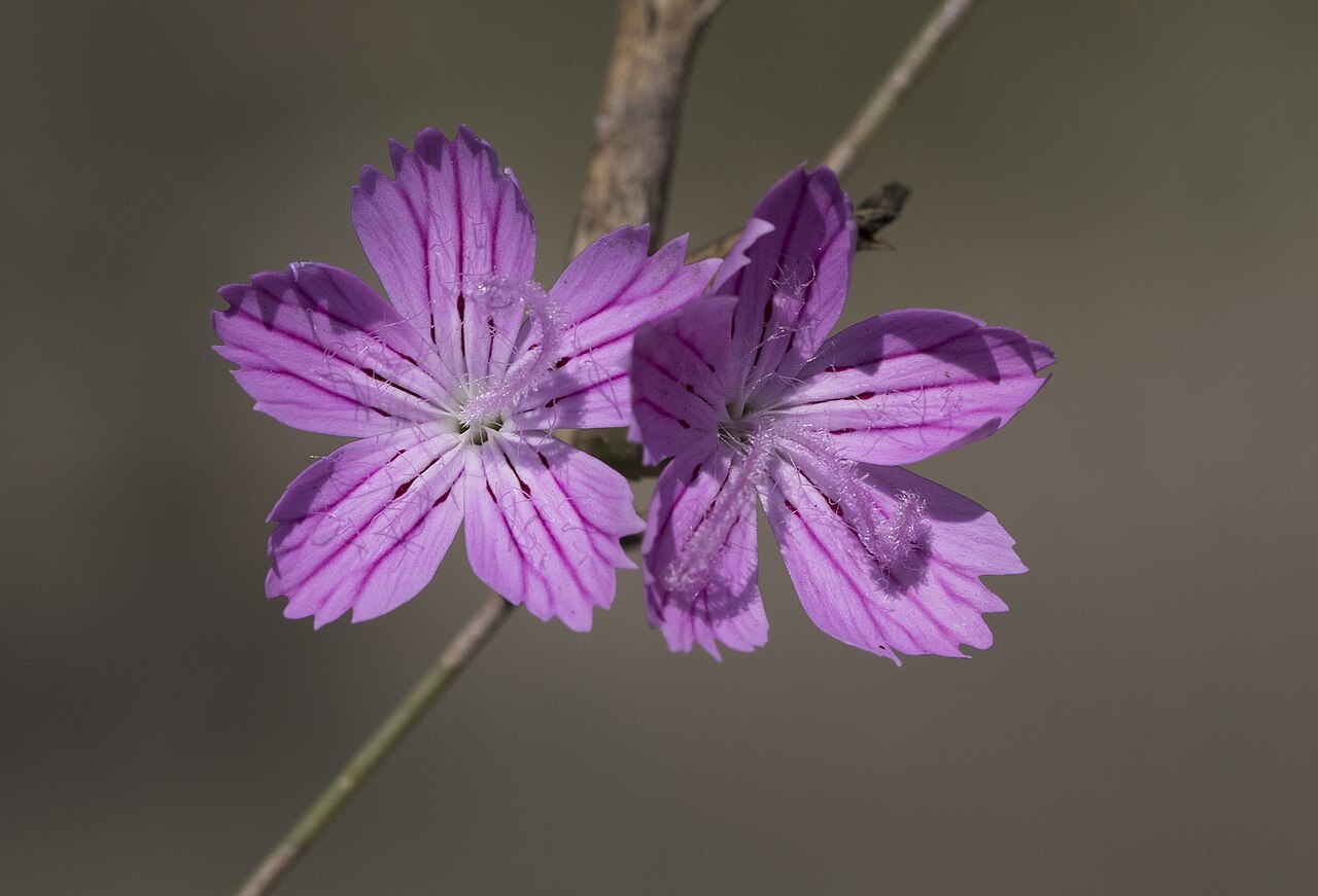 Dianthus strictus: Flowers of Dianthus strictus . Çukurova University Campus. Balcalı - Adana, Turkey.