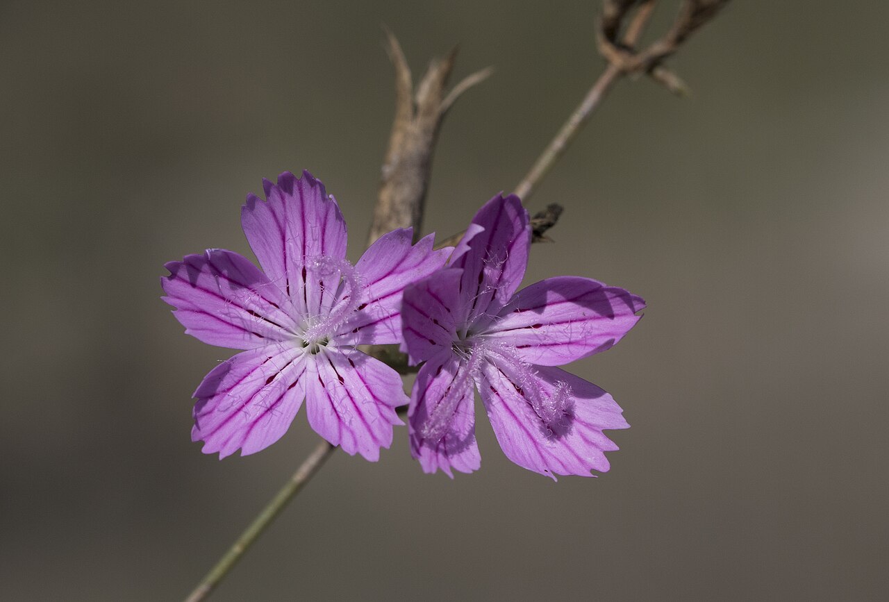 Dianthus strictus: Flowers of Dianthus strictus . Çukurova University Campus. Balcalı - Adana, Turkey.