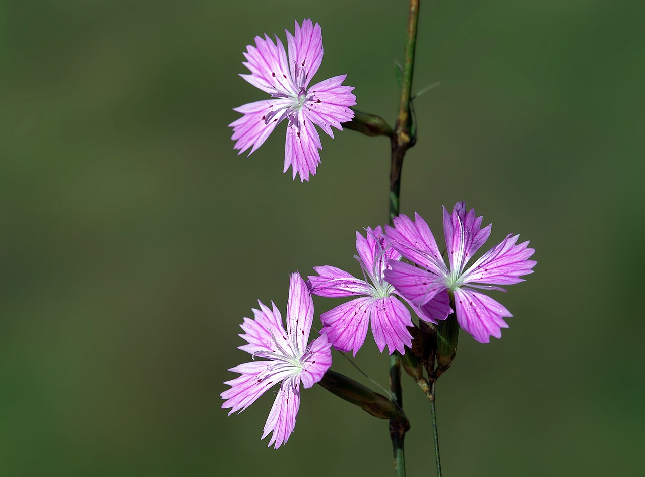 Dianthus strictus: Flowers of Dianthus strictus.