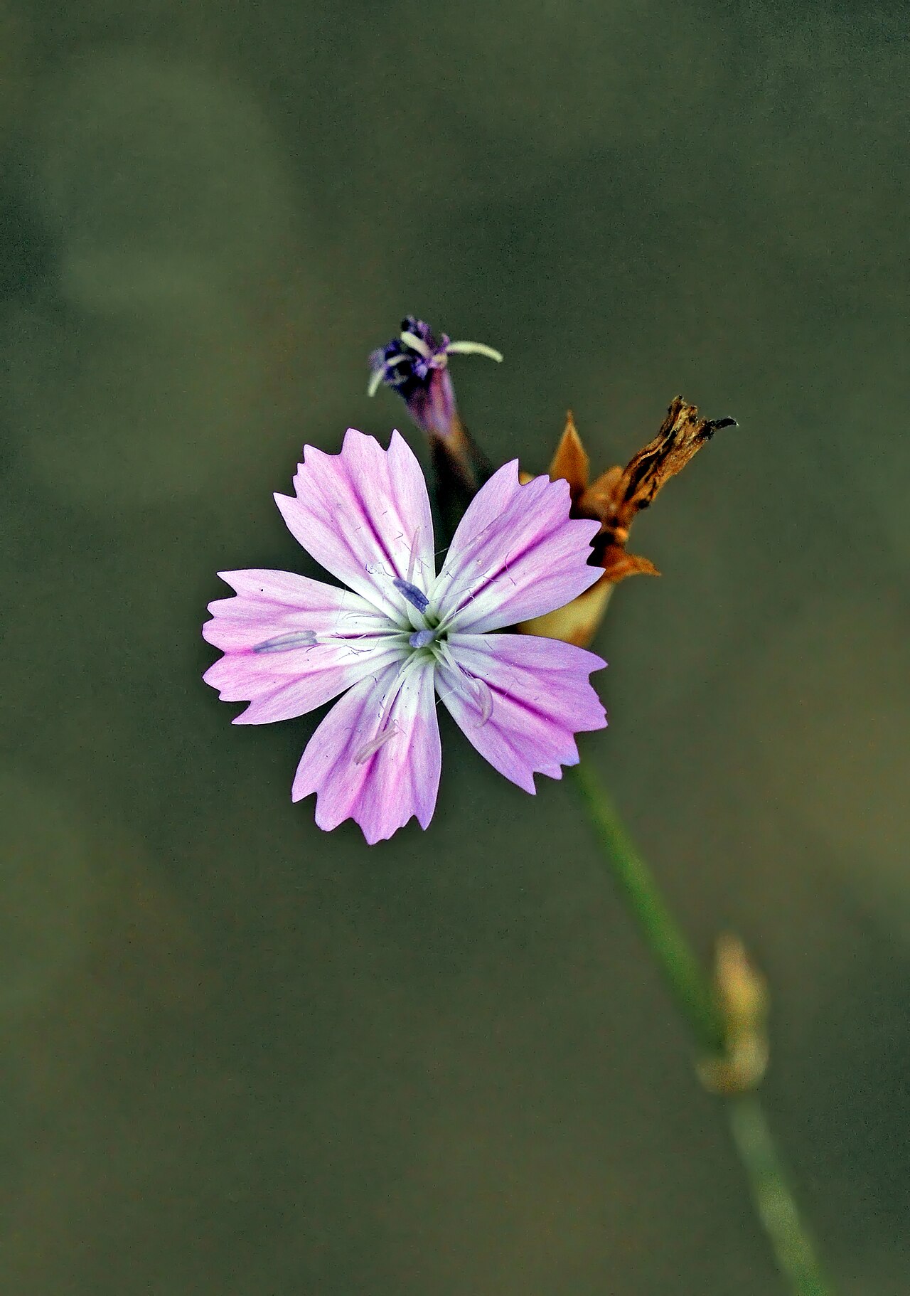 Dianthus strictus: Wild Pink carnation (Dianthus strictus ssp.). Mezitli, Mersin - Turkey. 700 m.