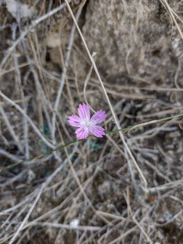 Dianthus strictus (Dianthus strictus)