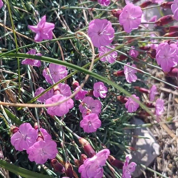 Dianthus subacaulis (Dianthus subacaulis)