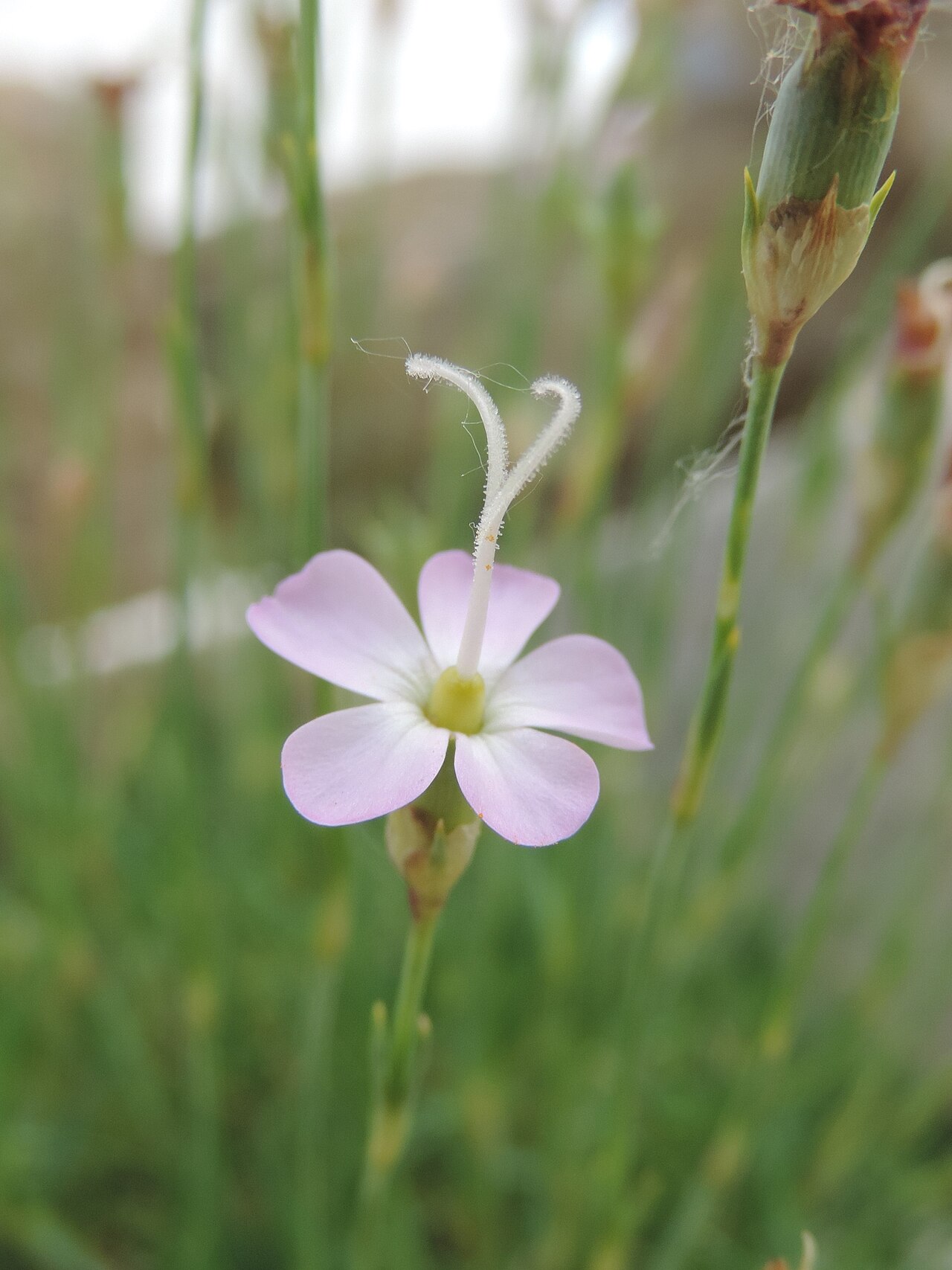 Dianthus subacaulis: Dianthus subacaulis in Neuer Botanischer Garten der Universität Göttingen