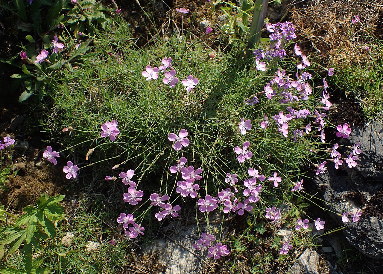 Dianthus subacaulis: Dianthus subacaulis ssp. brachyanthus in Neuer Botanischer Garten der Universität Göttingen