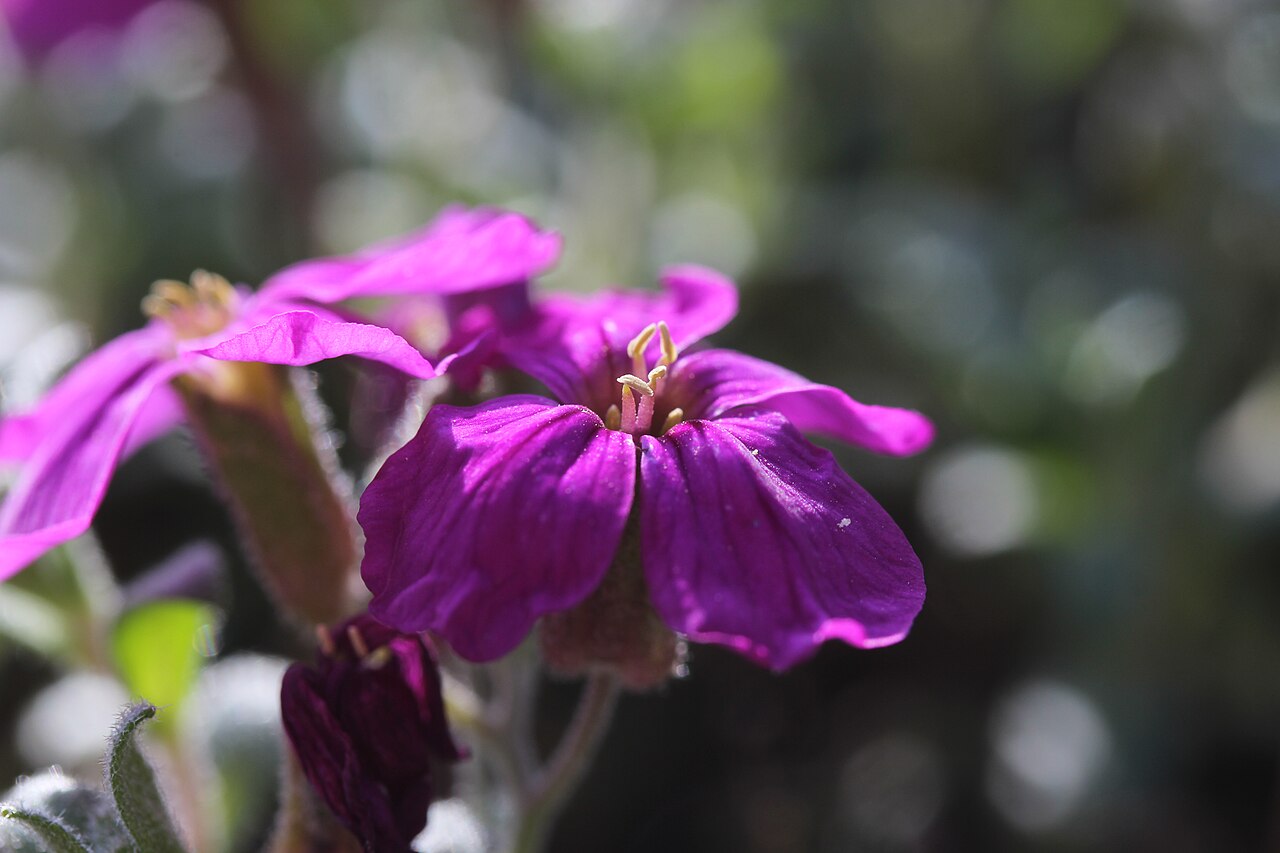 Dianthus subacaulis: Dianthus subacaulis